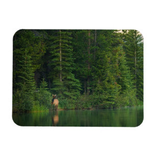 Wälder Elch im Banff-Nationalpark Alberta Magnet