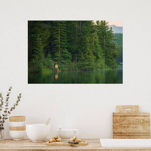 Wälder | Elch im Banff-Nationalpark Alberta Poster (Küche)