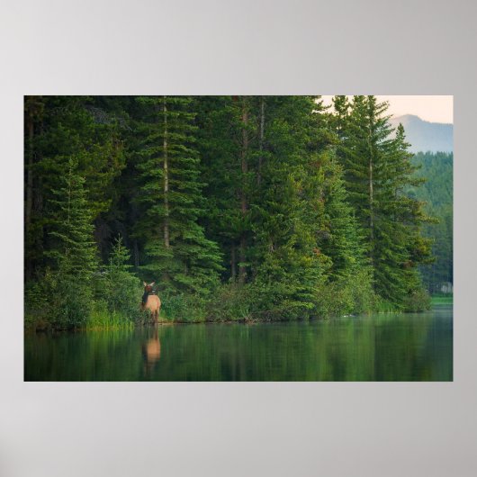 Wälder | Elch im Banff-Nationalpark Alberta Poster (Vorne)