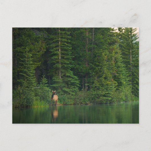 Wälder | Elch im Banff-Nationalpark Alberta Postkarte (Vorderseite)