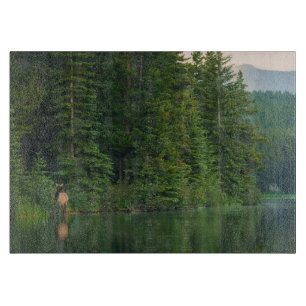 Wälder Elch im Banff-Nationalpark Alberta Schneidebrett