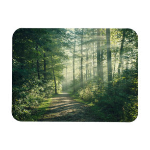 Wälder   Forstweg Hamburg Deutschland Magnet