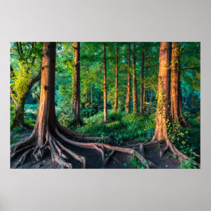 Wälder   Grünland und Wälder Poster