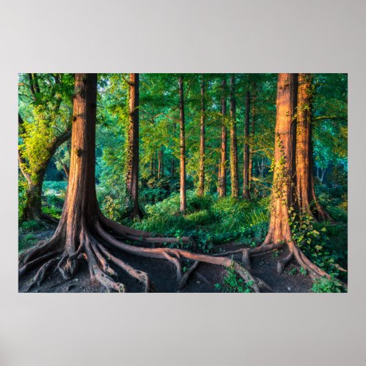 Wälder | Grünland und Wälder Poster (Vorne)