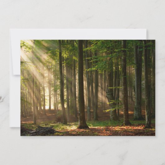 Wälder | Herbstwald Dankeskarte (Vorderseite)