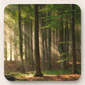 Wälder | Herbstwald Getränkeuntersetzer (Vorderseite)