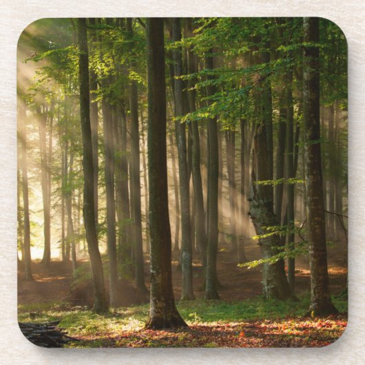 Wälder | Herbstwald Getränkeuntersetzer (Vorderseite)