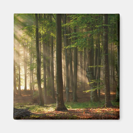 Wälder | Herbstwald Magnet (Vorne)