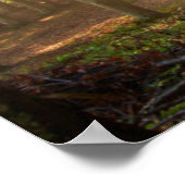 Wälder | Herbstwald Poster (Ecke)