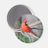 Wälder im nördlichen Kardinal Magnet (Vorderseite/Rückseite)