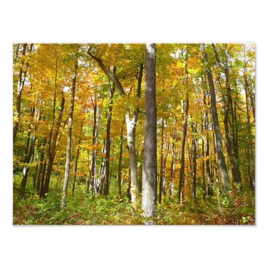 Wälder in Gelben Blätter Herbstlandschaft Fotodruck (Vorne)