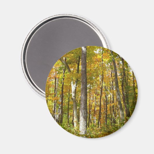 Wälder in Gelben Blätter Herbstlandschaft Magnet (Vorderseite/Rückseite)