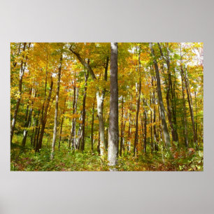 Wälder in Gelben Blätter Herbstlandschaft Poster