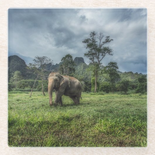 Wälder | Kao Sok Nationalpark Glasuntersetzer (Vorderseite)