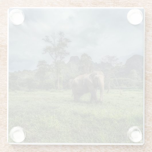 Wälder | Kao Sok Nationalpark Glasuntersetzer (Rückseite)