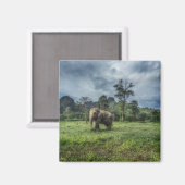 Wälder | Kao Sok Nationalpark Magnet (Vorderseite/Rückseite)