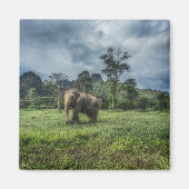 Wälder | Kao Sok Nationalpark Magnet (Vorne)