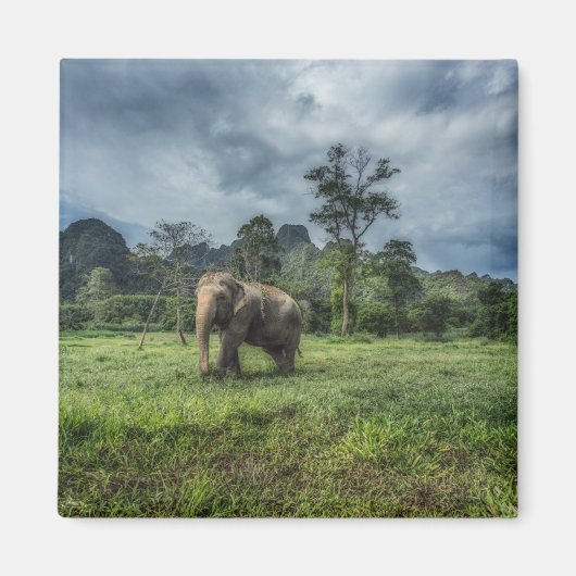 Wälder | Kao Sok Nationalpark Magnet (Vorne)