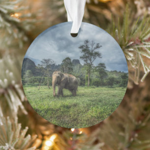 Wälder   Kao Sok Nationalpark Ornament