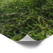 Wälder | Kao Sok Nationalpark Poster (Ecke)