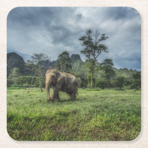Wälder Kao Sok Nationalpark Rechteckiger Pappuntersetzer