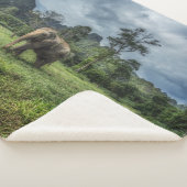 Wälder | Kao Sok Nationalpark Sherpadecke (3/4)