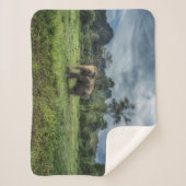 Wälder | Kao Sok Nationalpark Sherpadecke (Vorderseite)