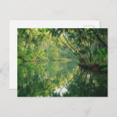 Wälder | Mangrovenwald Postkarte (Vorne/Hinten)