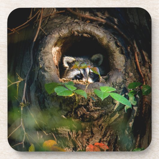 Wälder | Raccoon Peeking Getränkeuntersetzer (Vorderseite)