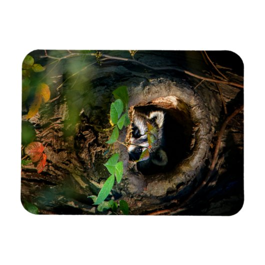 Wälder | Raccoon Peeking Magnet (Horizontal)