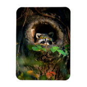 Wälder | Raccoon Peeking Magnet (Vertikal)