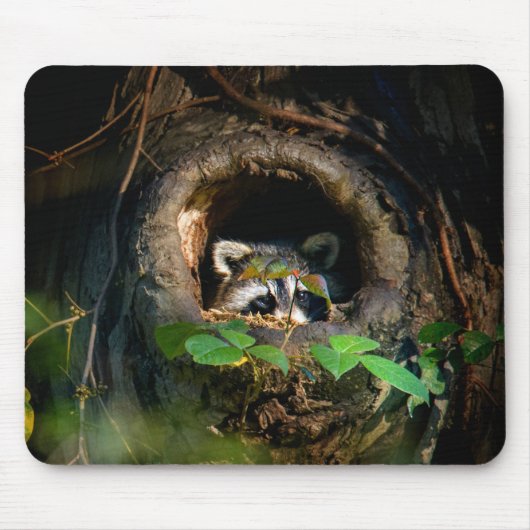 Wälder | Raccoon Peeking Mousepad (Vorne)
