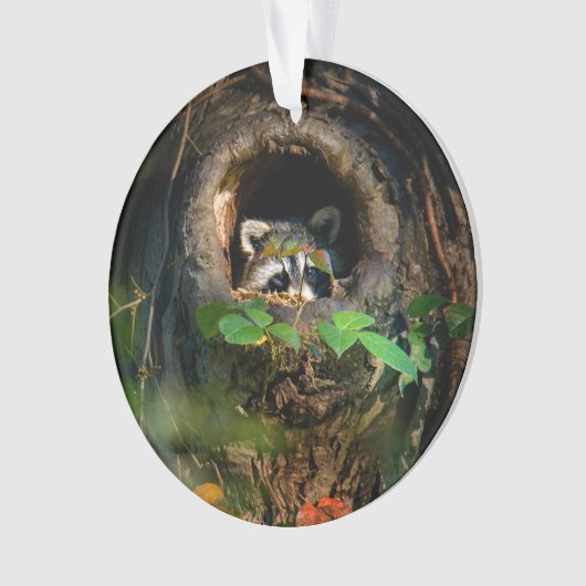 Wälder | Raccoon Peeking Ornament (Vorderseite)