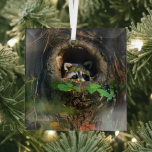 Wälder   Raccoon Peeking Ornament Aus Glas