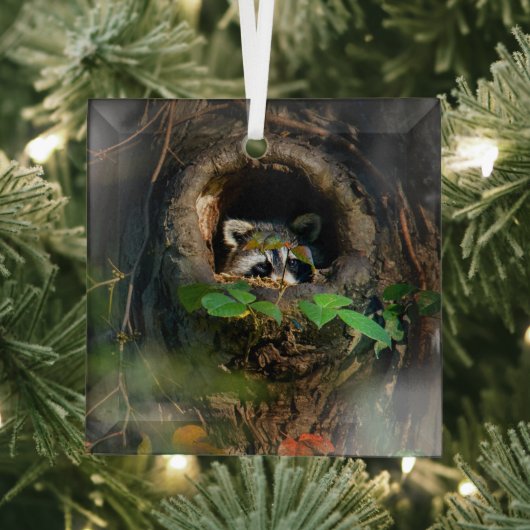 Wälder | Raccoon Peeking Ornament Aus Glas (Insitu)