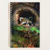 Wälder | Raccoon Peeking Planer (Vorderseite)