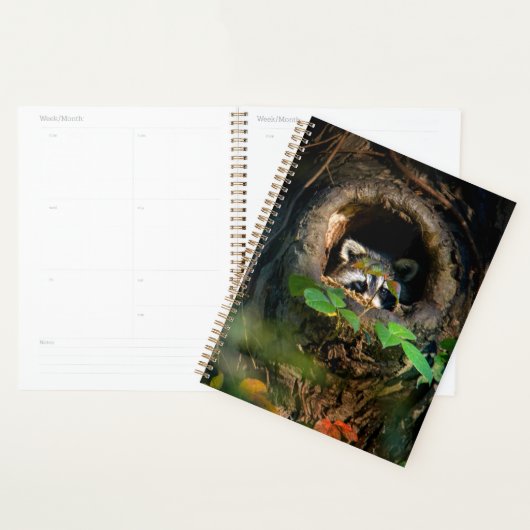 Wälder | Raccoon Peeking Planer (Anzeige)