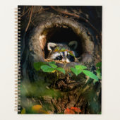 Wälder | Raccoon Peeking Planer (Vorderseite)
