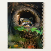Wälder | Raccoon Peeking Planer (Rückseite)
