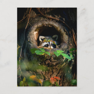 Wälder   Raccoon Peeking Postkarte