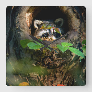 Wälder   Raccoon Peeking Quadratische Wanduhr