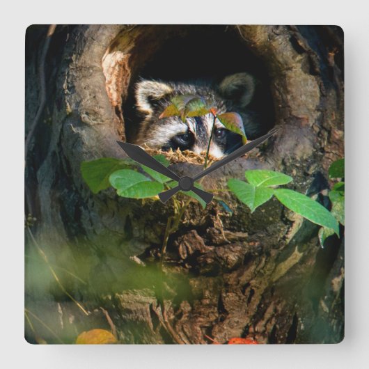 Wälder | Raccoon Peeking Quadratische Wanduhr (Vorderseite)