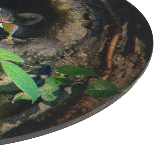 Wälder | Raccoon Peeking Schneidebrett (Ecke)