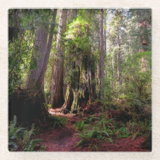 Wälder | Redwood Forest California Glasuntersetzer (Vorderseite)