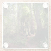 Wälder | Redwood Forest California Glasuntersetzer (Rückseite)