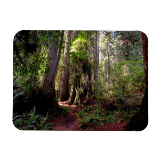 Wälder | Redwood Forest California Magnet (Horizontal)