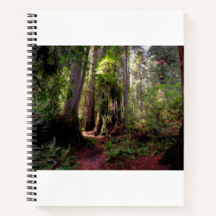 Wälder   Redwood Forest California Notizblock