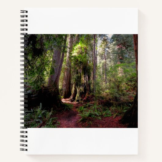 Wälder | Redwood Forest California Notizblock (Vorderseite)
