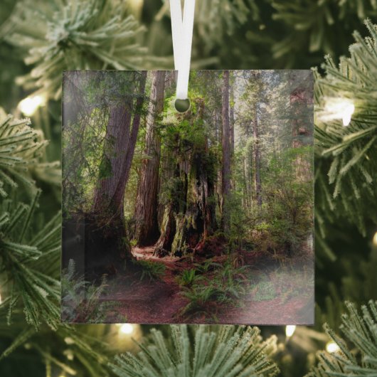 Wälder | Redwood Forest California Ornament Aus Glas (Insitu)