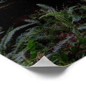 Wälder | Redwood Forest California Poster (Ecke)